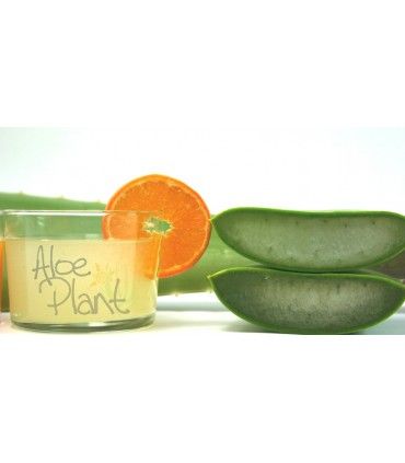 pulpa-de-aloe-vera-para-beber-Aloeplant