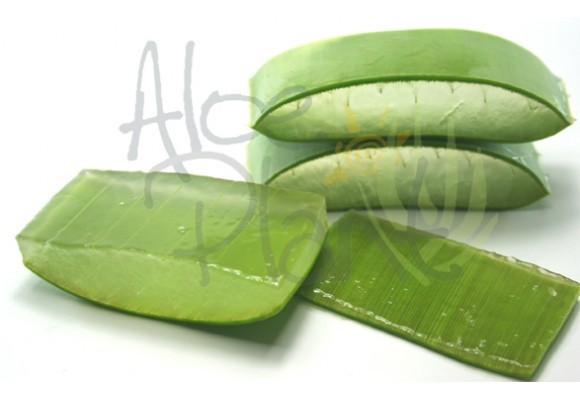 BENEFICIOS DE INGERIR ALOE VERA